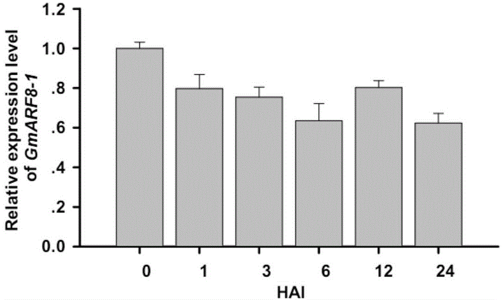 RNA (ribonucleic acid) interference vector and application thereof in culture of high nodulation nitrogen-fixing plants