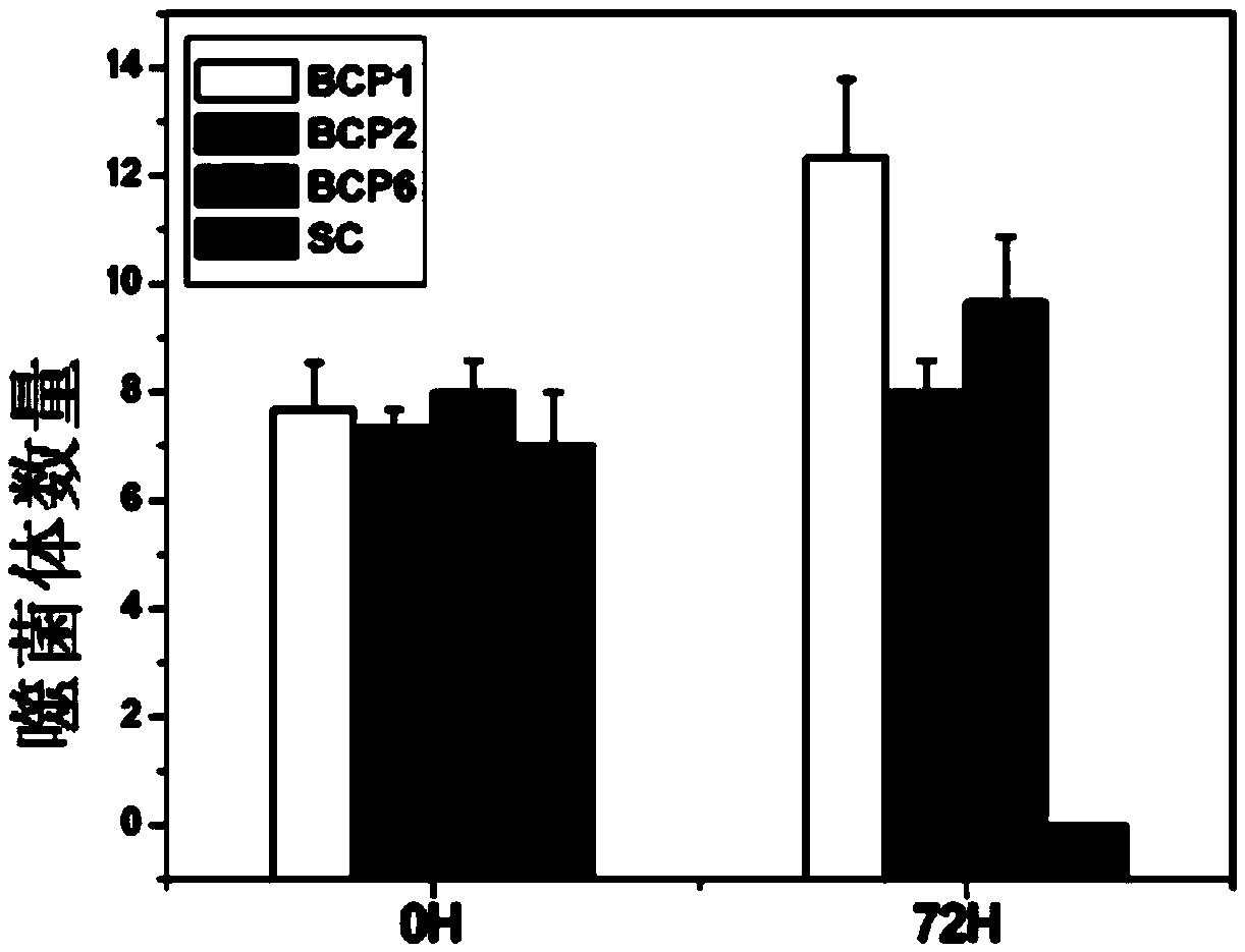 Polypeptide for prolonging blood circulation time of bacteriophage