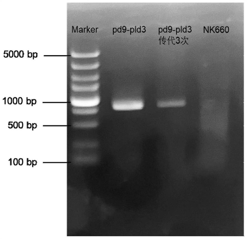 Streptomyces albus pd9-pld3 and application thereof in production of epsilon-polylysine