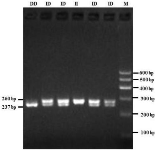 Detection primer pair, kit and method for sheep GHR gene insertion/deletion polymorphism and application of method