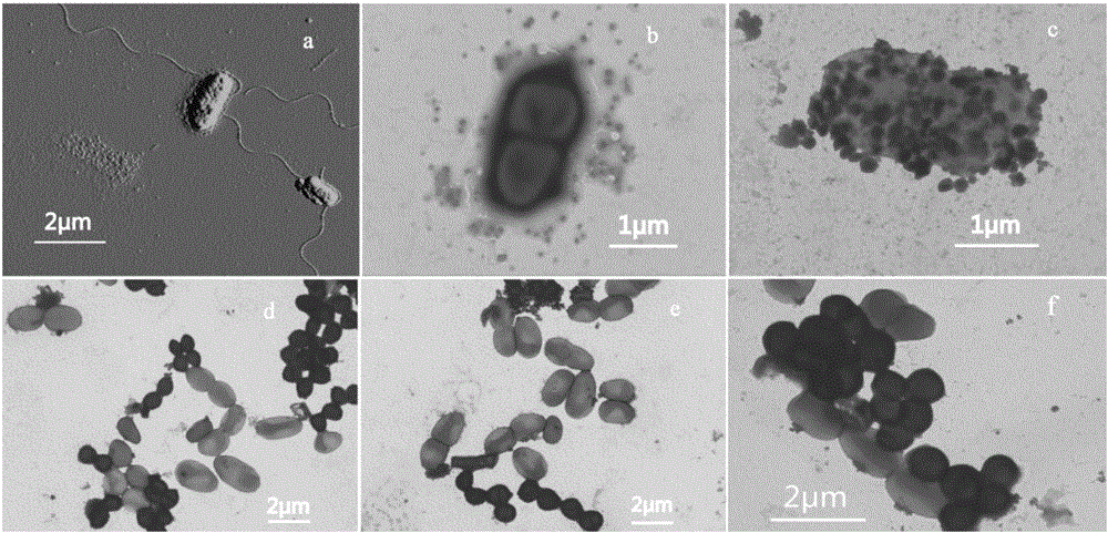 Microorganism self-assembly nanometer material and preparation method and application thereof