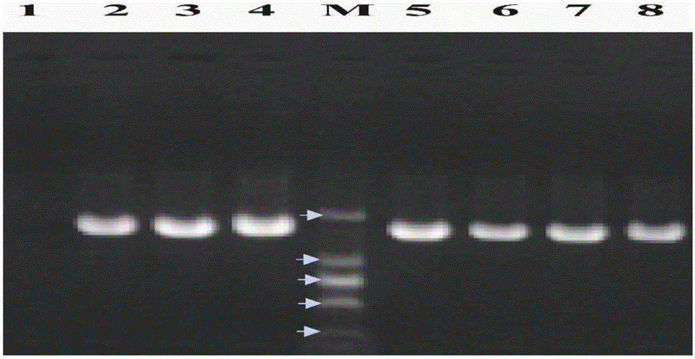 Method and specific primer pairs for authenticating Morchella importuna mating types