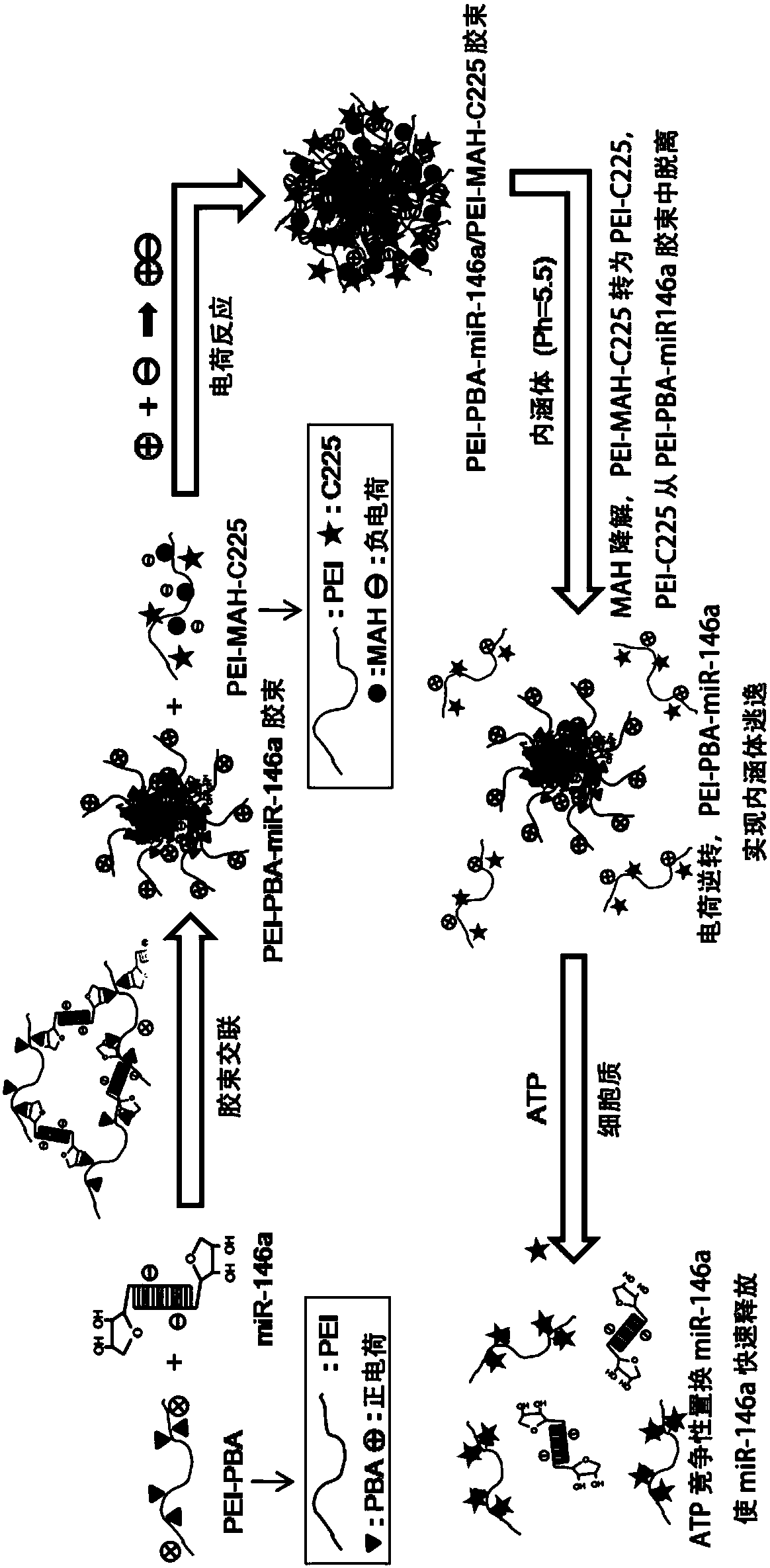 Tumor microenvironment response type gene nano-micelle as well as preparation method and application thereof