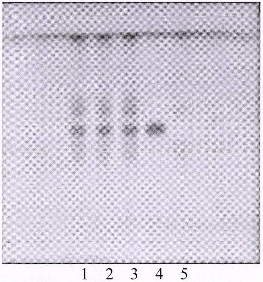 Paeonia lactiflora and liquorice decoction fingerprint spectrum, construction method thereof and detection method of peony and liquorice decoction product
