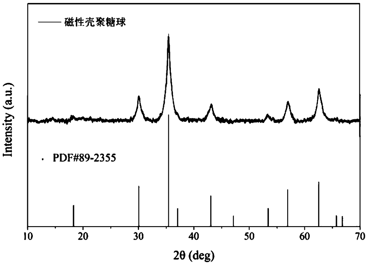 Method for immobilizing anaerobic iron ammonia oxidizing bacteria through magnetic chitosan gel beads