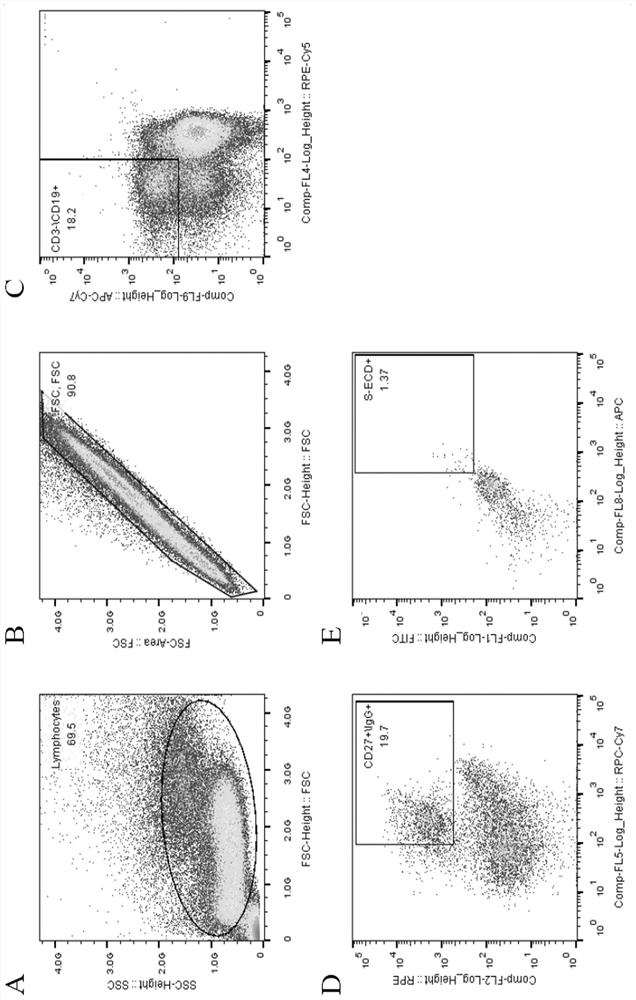 Fully-humanized anti-neocoronavirus broad-spectrum high-neutralization-activity monoclonal antibody and application