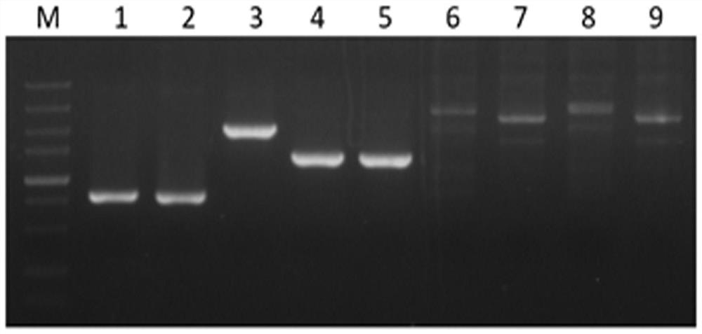 Fully-humanized anti-neocoronavirus broad-spectrum high-neutralization-activity monoclonal antibody and application