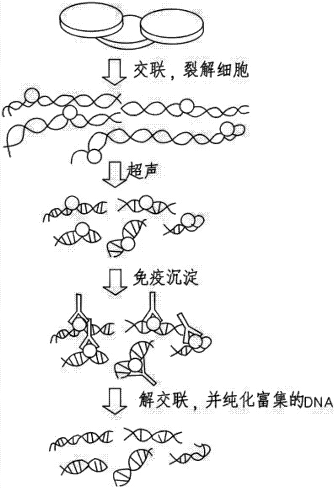 Biotinylated chromatin immunoprecipitation method and kit thereof