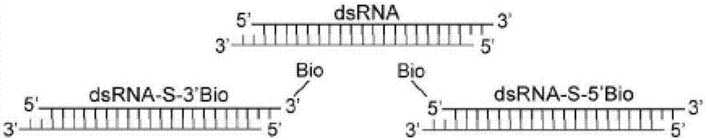 Biotinylated chromatin immunoprecipitation method and kit thereof