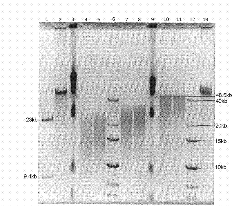 DNA (deoxyribonucleic acid) library and preparation method thereof, as well as DNA sequencing method and device