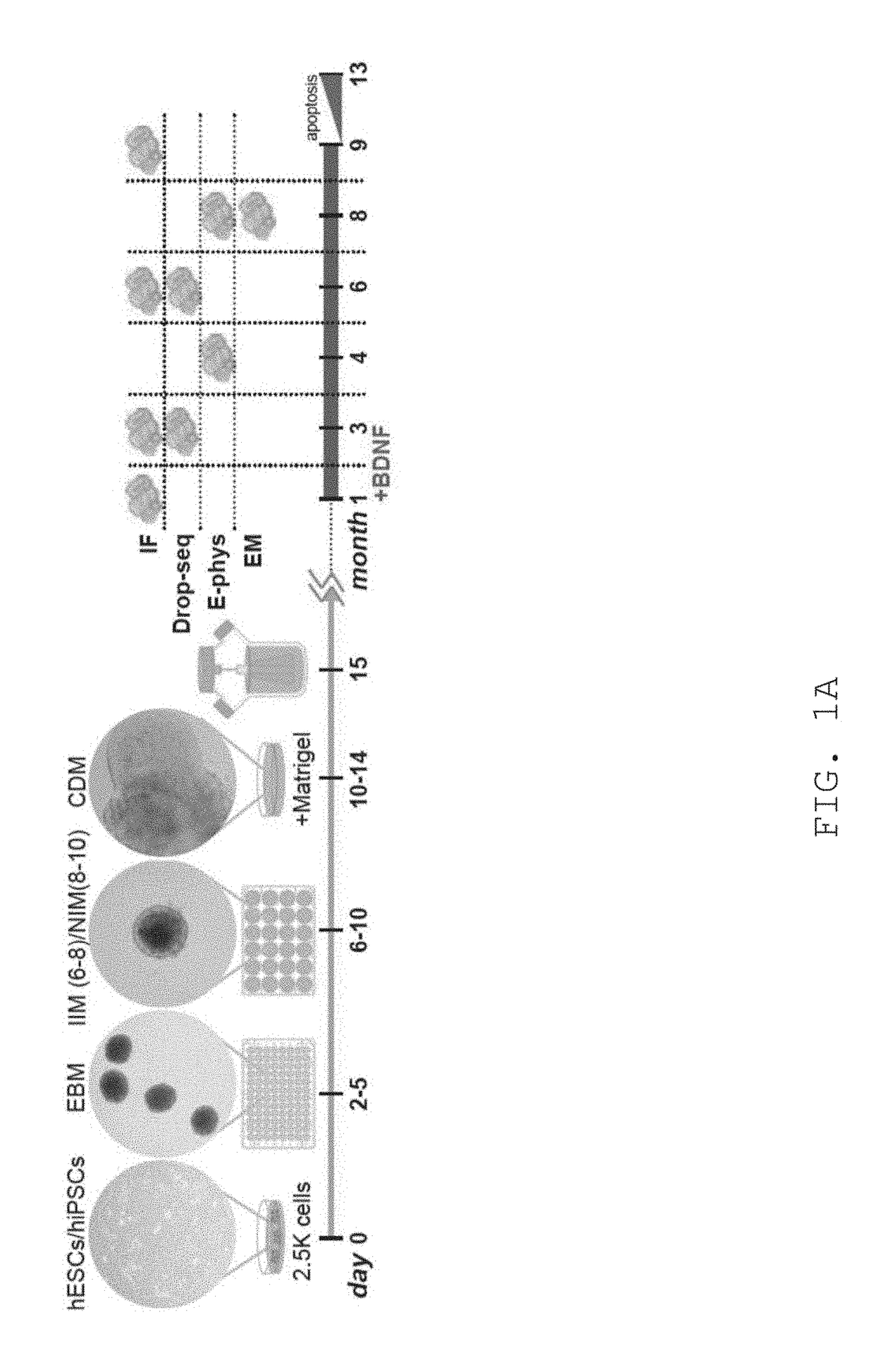 Methods for generating neural tissue and uses thereof