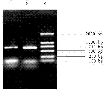 Method for identifying wheat leaf rust single sorus by utilizing nested PCR (polymerase chain reaction)