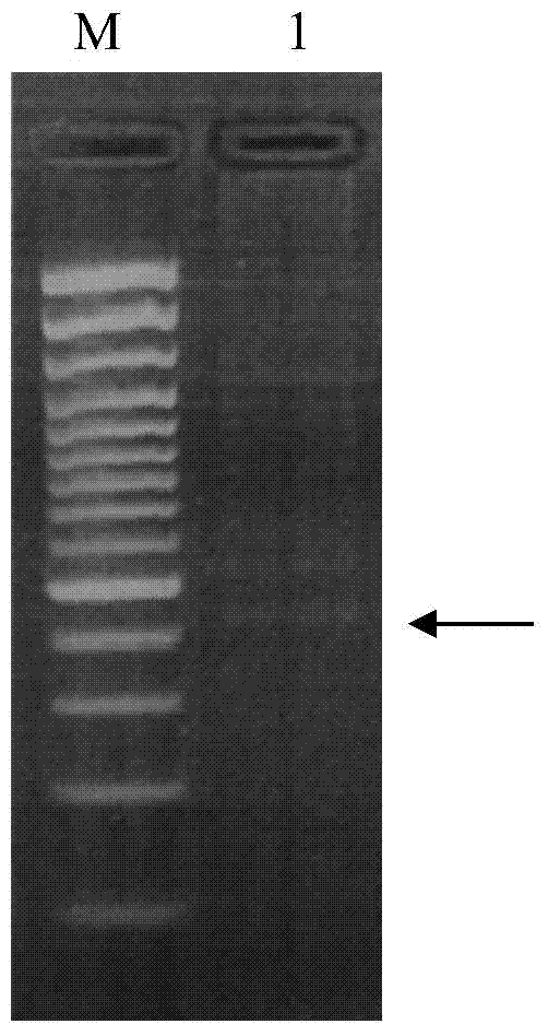 Protein related to flowering time of plant, and coding gene and application thereof