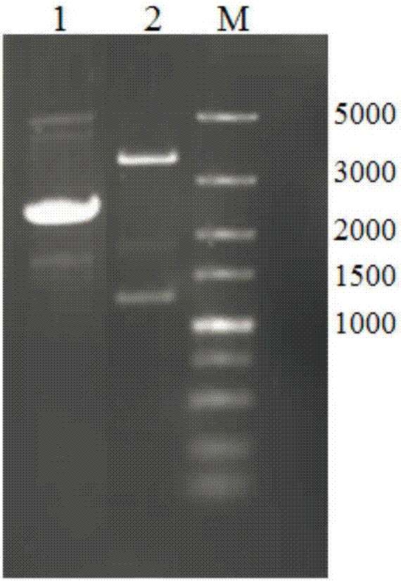 Alpha-galactosidase gene and application thereof