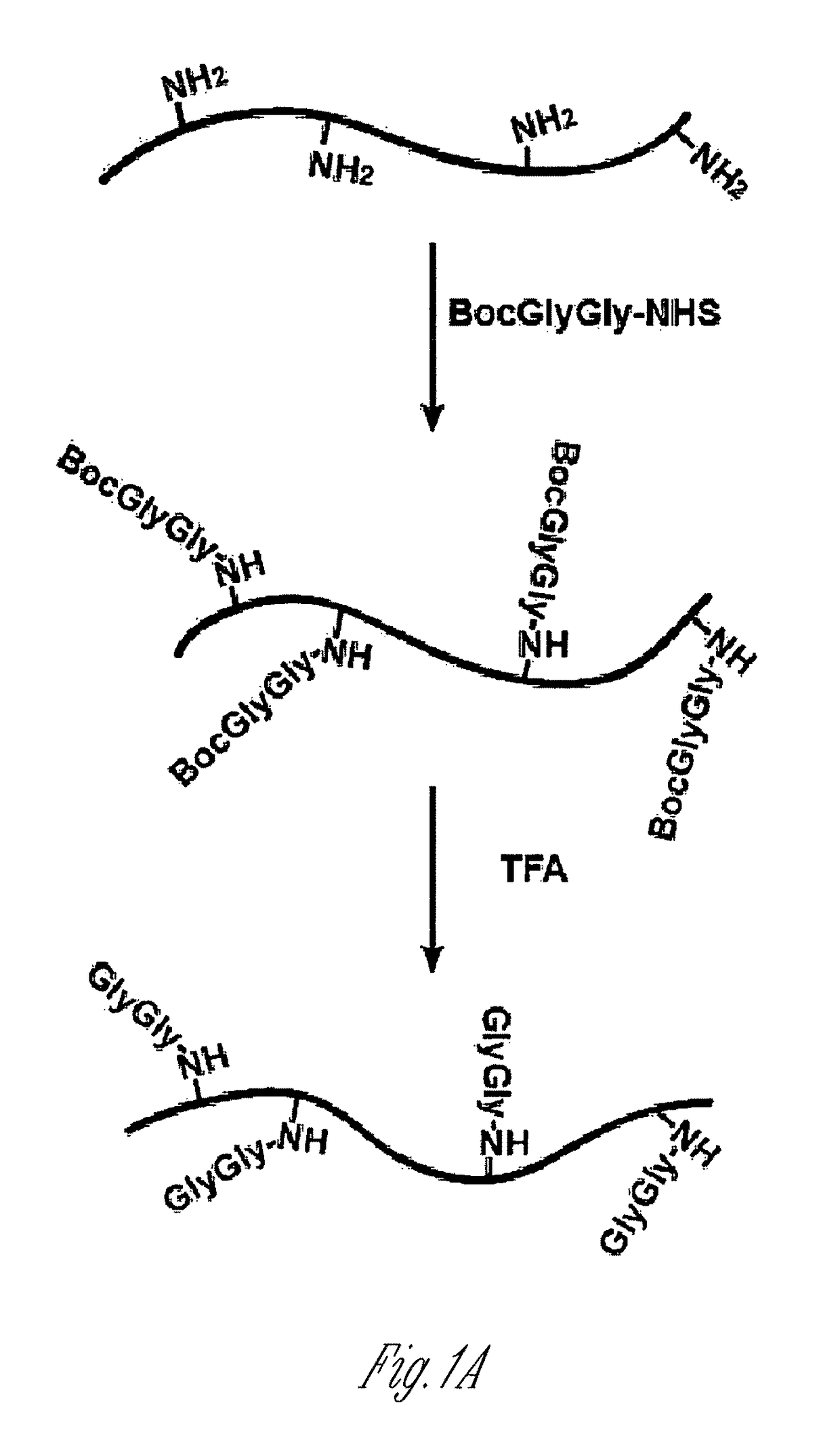 Antibodies for ubiquitinated proteins