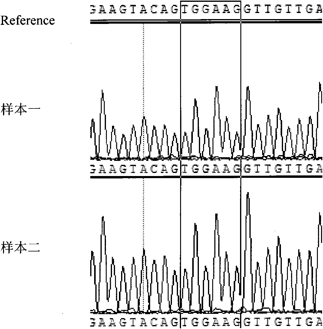 Primer used for detecting c-kit gene mutation and application thereof