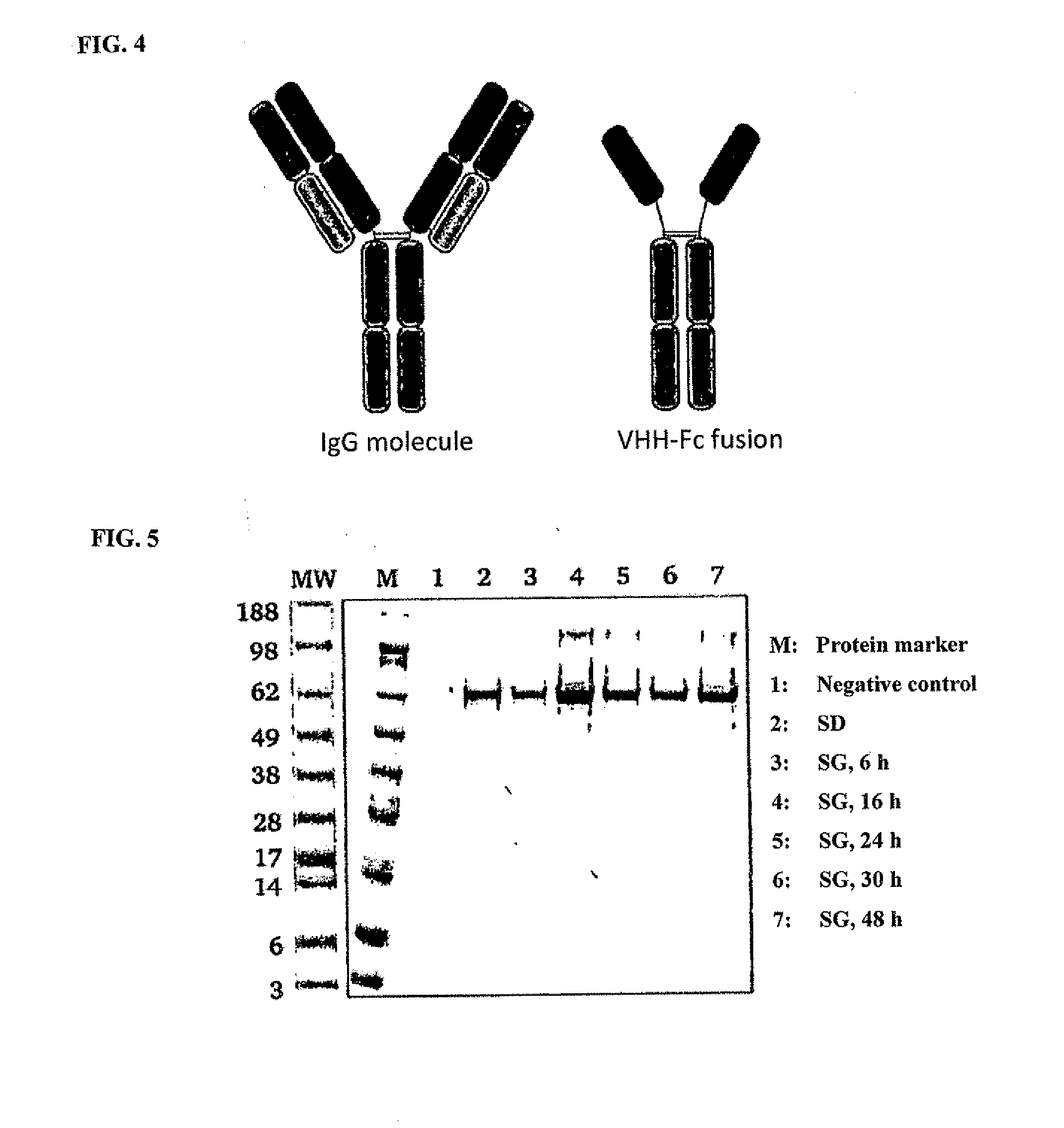 Method of producing secretable antibodies by expression in saccharomyces cerevisiae