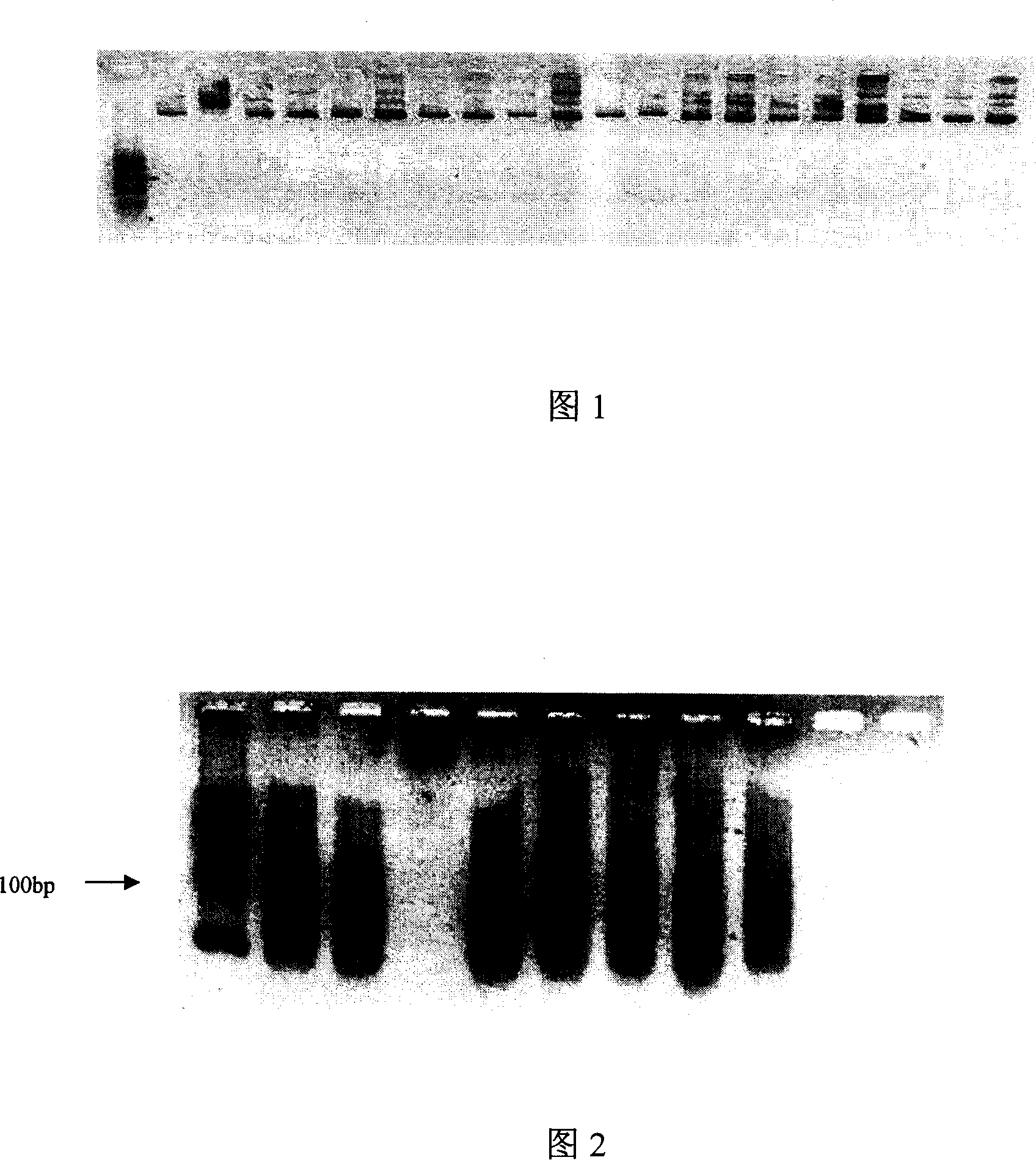 Nucleic acid aptamer with high specificity and high affinity to human breast carcinoma tissue, preparation method and application thereof
