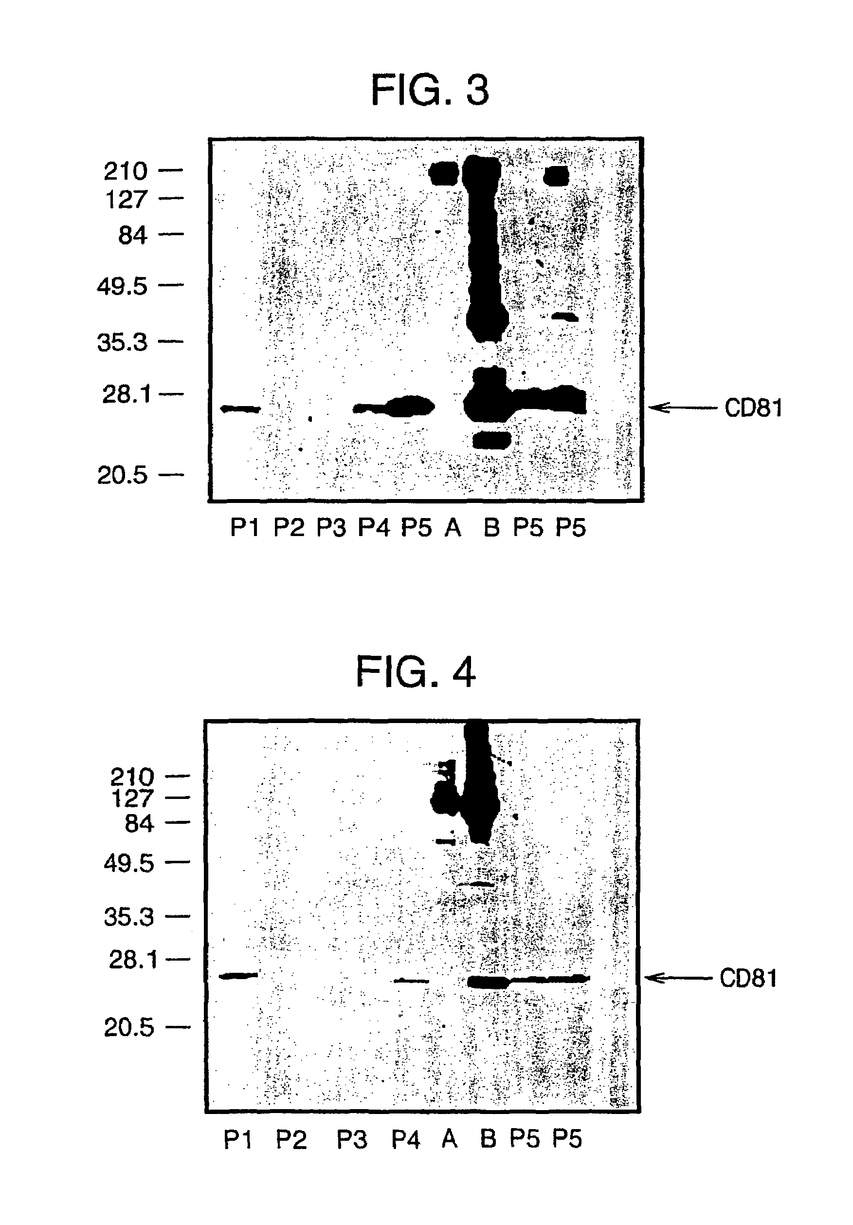 Method for the preparation of purified HCV RNA by exosome separation