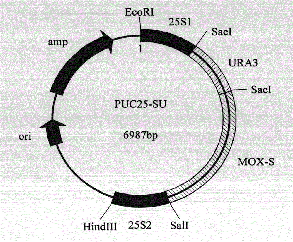 Recombinant polymorphic hansenula polymorpha and preparation method thereof