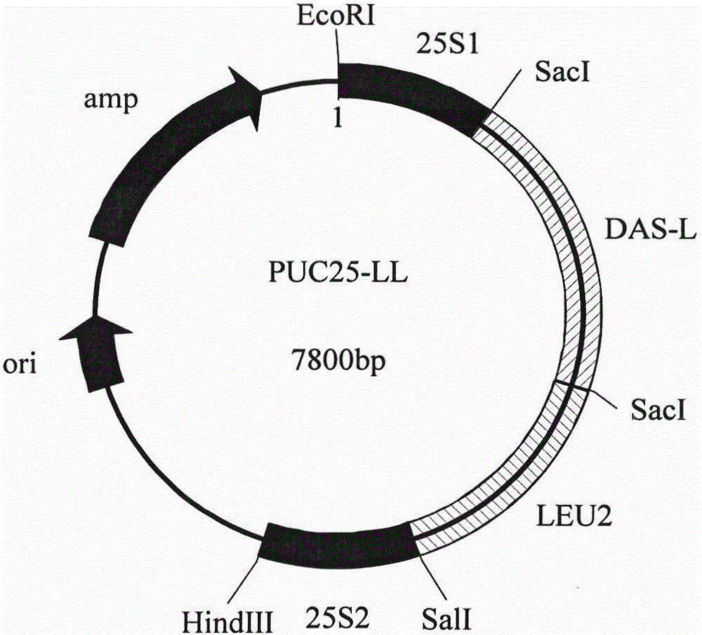 Recombinant polymorphic hansenula polymorpha and preparation method thereof