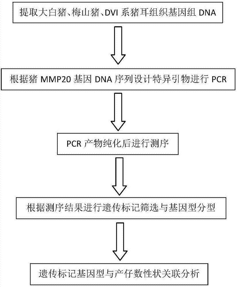 Porcine MMP20 gene segment as genetic marker of litter size trait and application