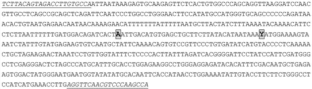 Porcine MMP20 gene segment as genetic marker of litter size trait and application
