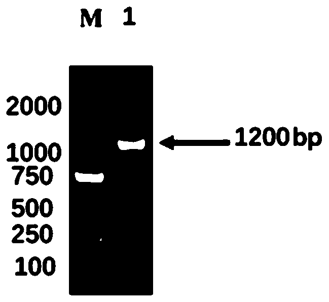 Recombinant baculovirus expression vector of ORF66 protein of cyprinid herpesvirus II and preparation method thereof
