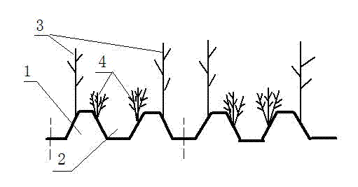 Multi-plant corn and multi-plant soybean intercropping method on ridge edges of two ridges