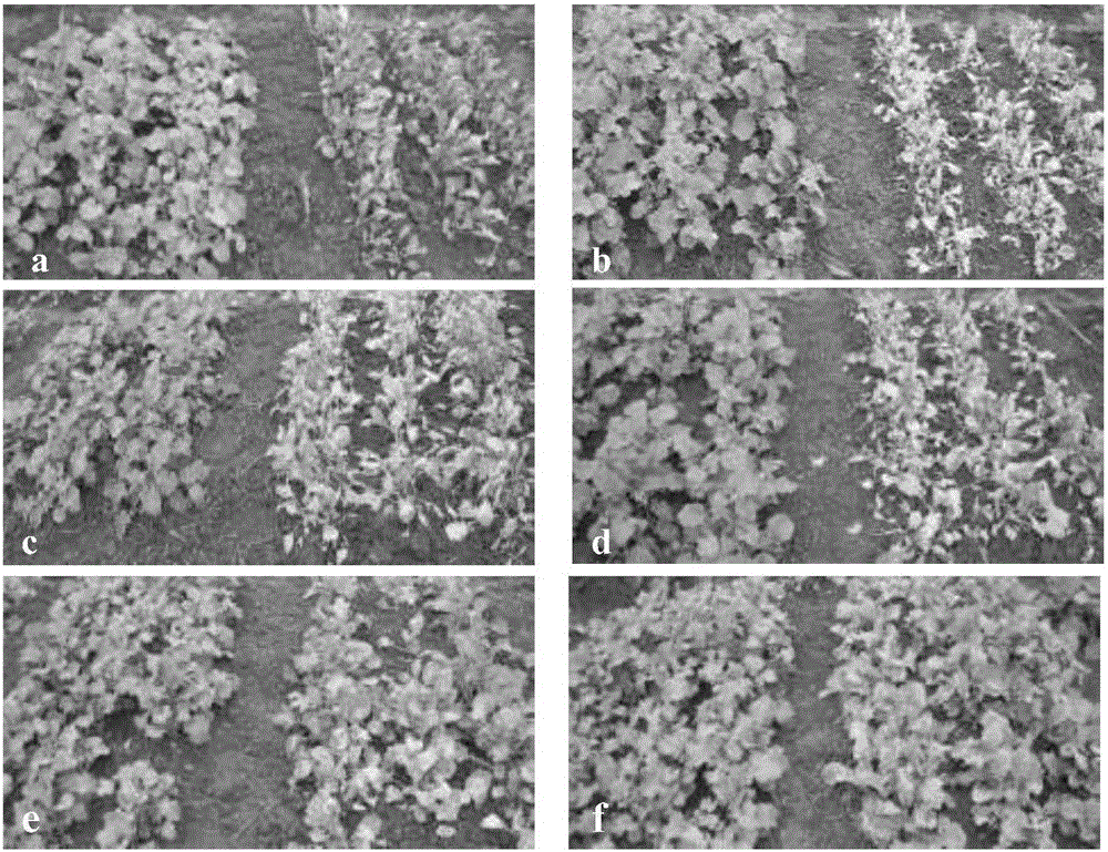 A herbicide-resistance-based rape hybrid seed producing method and applications thereof