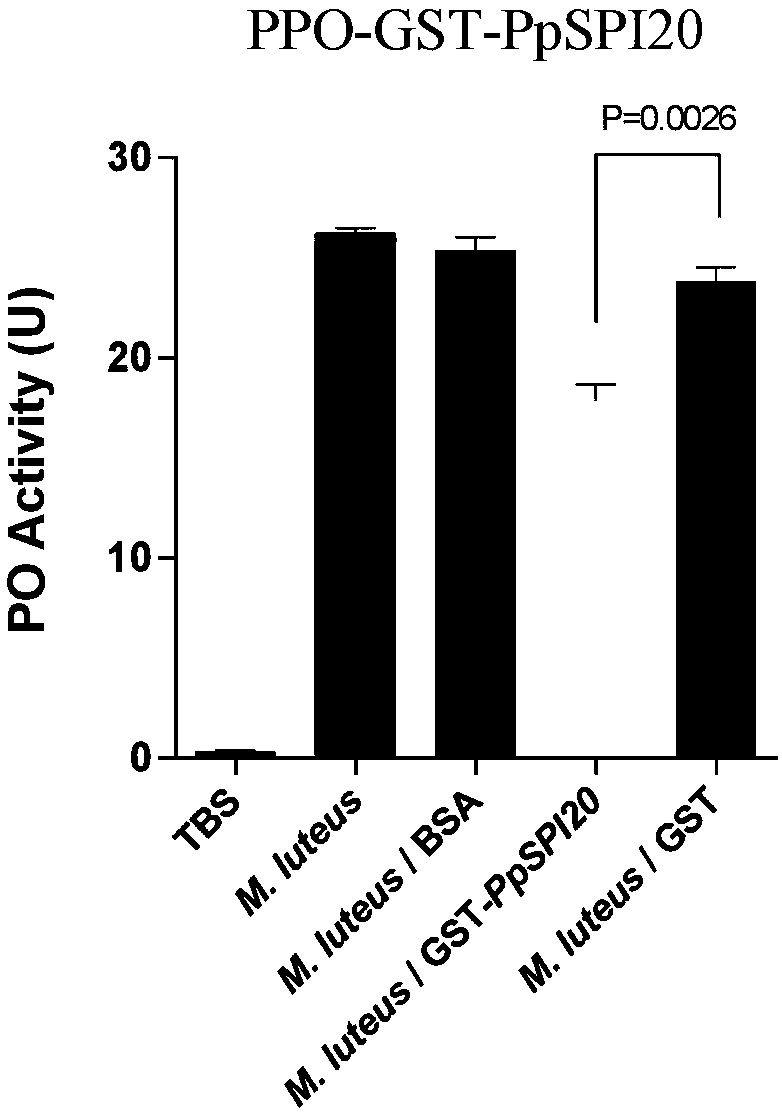 Pteromalus puparum venom Kazal-type serine protease Inhibitor PpSPI20 protein and application