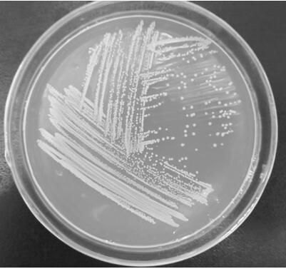 Staphylococcus sciuri F-E8-1 capable of withstanding high salt environment, application and application method of Staphylococcus sciuri F-E8-1
