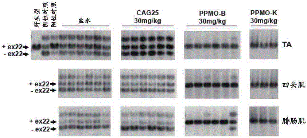 Peptide-linked morpholino antisense oligonucleotides for treatment of myotonic dystrophy