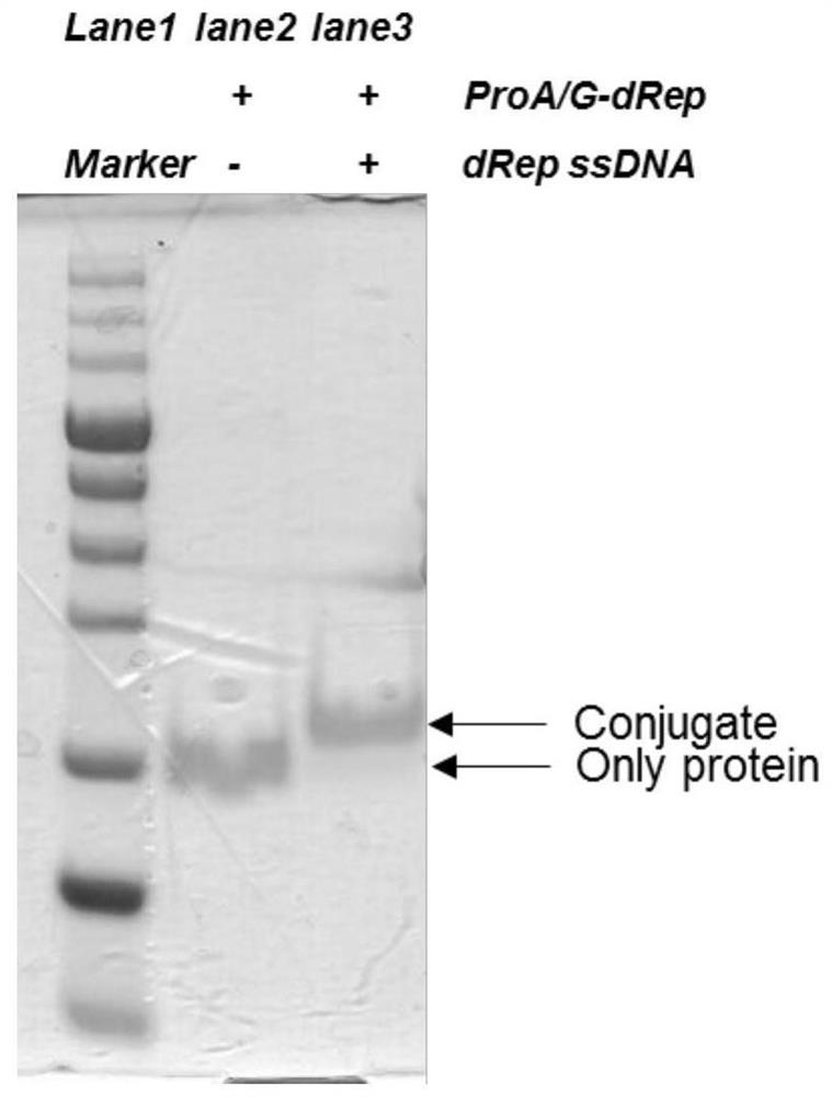 A kind of proa/g-drep fusion protein as a universal carrier of nucleic acid-antibody co-conjugates and its application