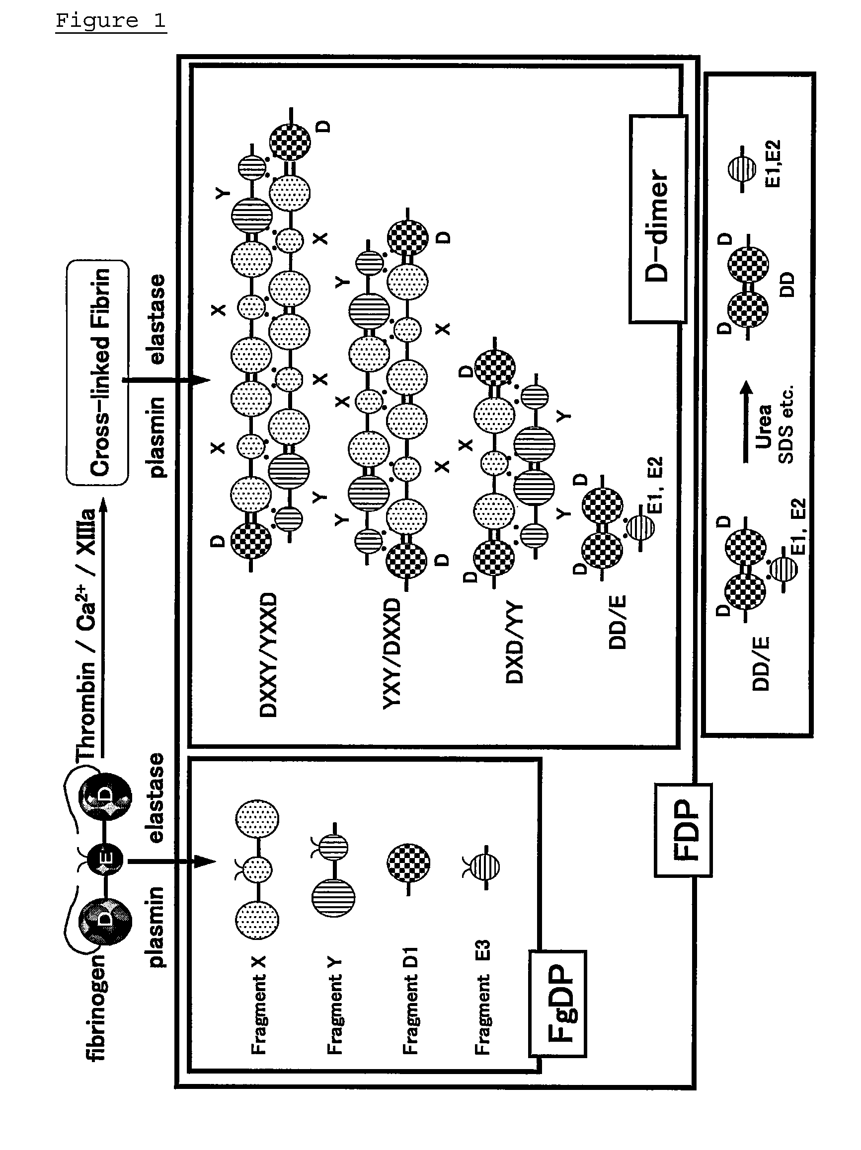 Novel monoclonal antibodies and method of immunological analysis of d-dimer