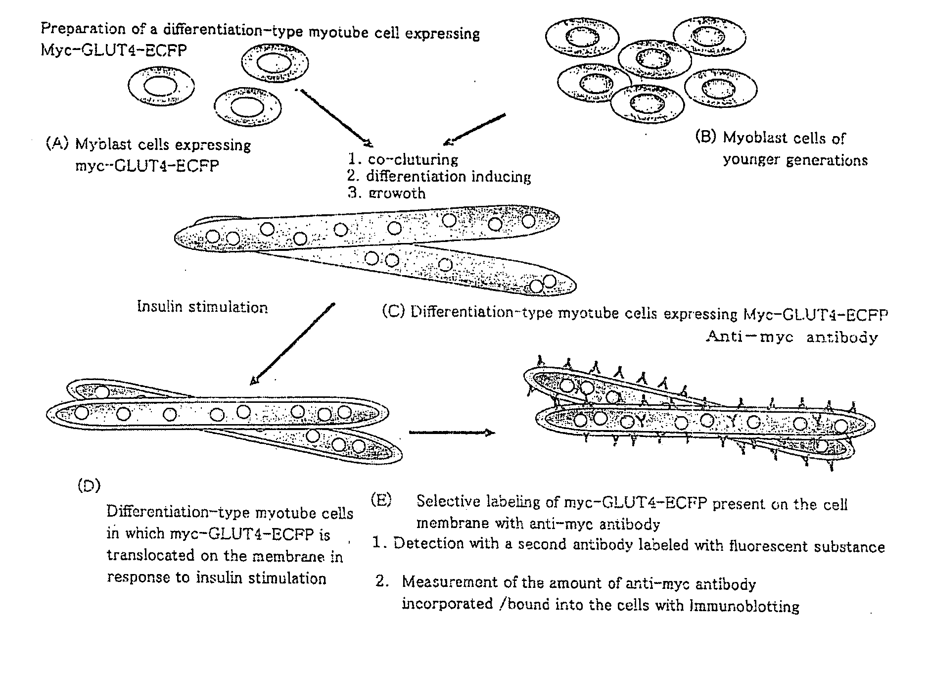 Cultured muscle cells with high metabolic activity and method for production of the cultured muscle cells