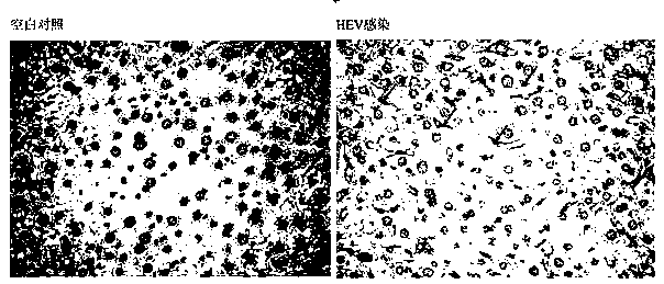 Construction method of chronic hepatitis E virus mouse model