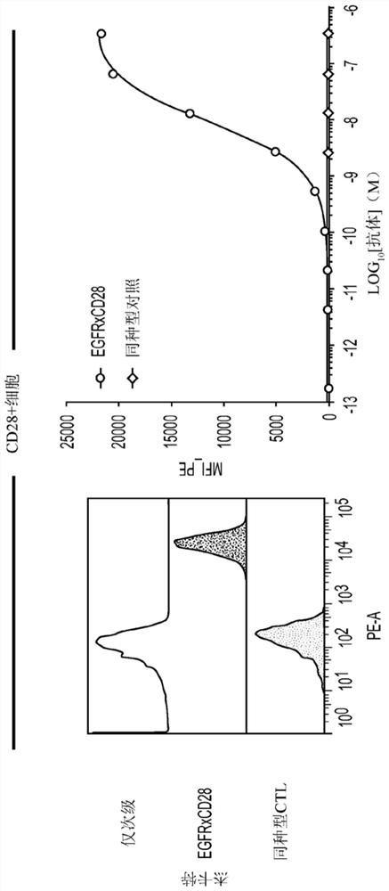 EGFRxCD28 MULTISPECIFIC ANTIBODIES