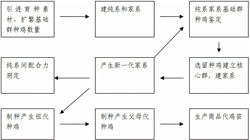 Breeding method of black Yao ma chickens