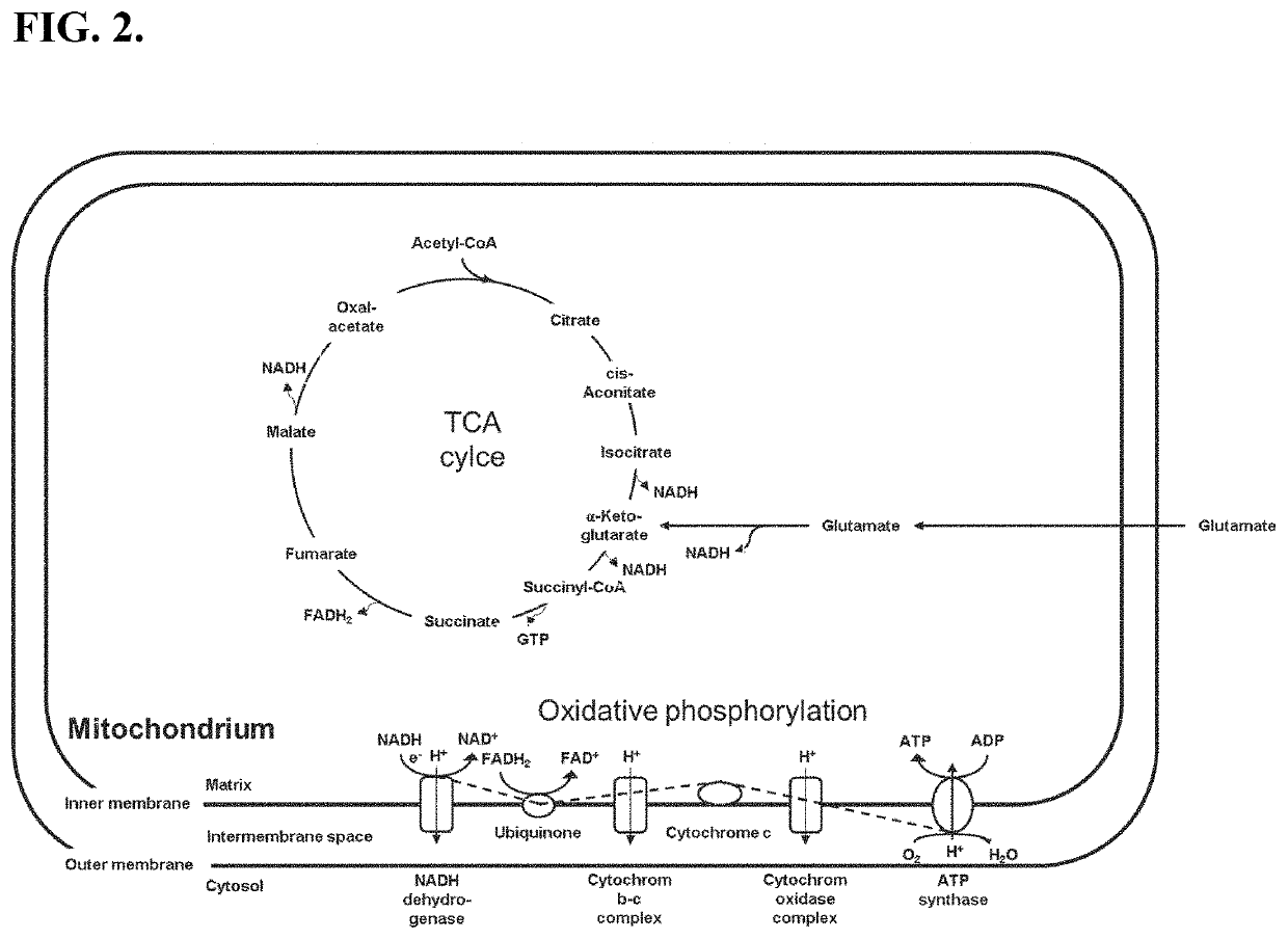 Eukaryotic cell-free protein expression system that does not require an artificial energy regeneration system