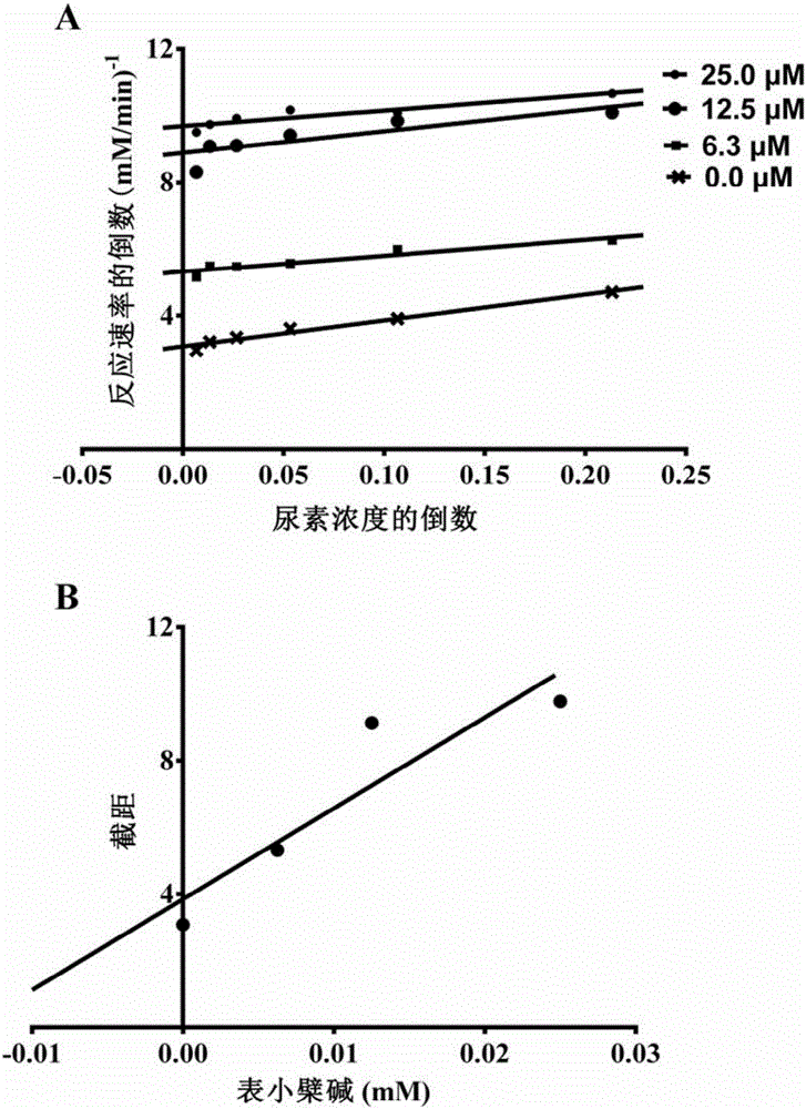 Application of epiberberine in preparation of urease inhibitor