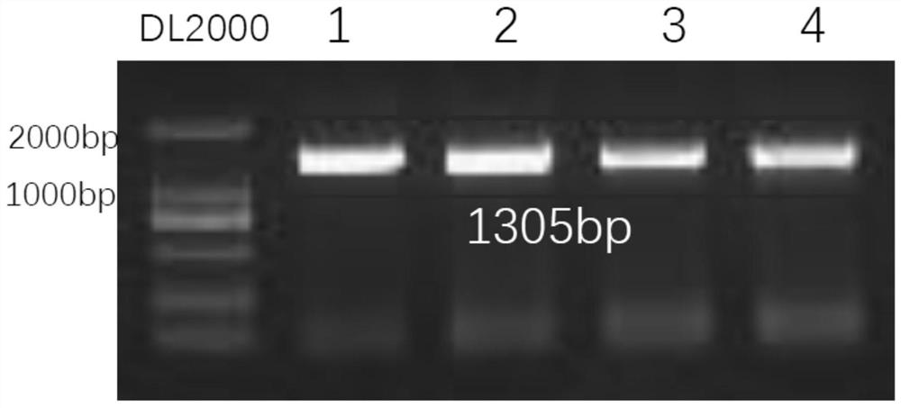 Expression vector of membrane protein AmtB and expression and purification method of membrane protein AmtB