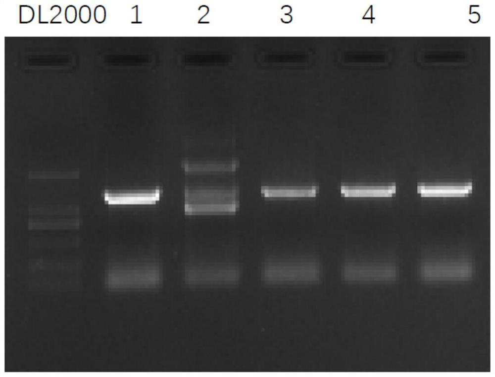 Expression vector of membrane protein AmtB and expression and purification method of membrane protein AmtB