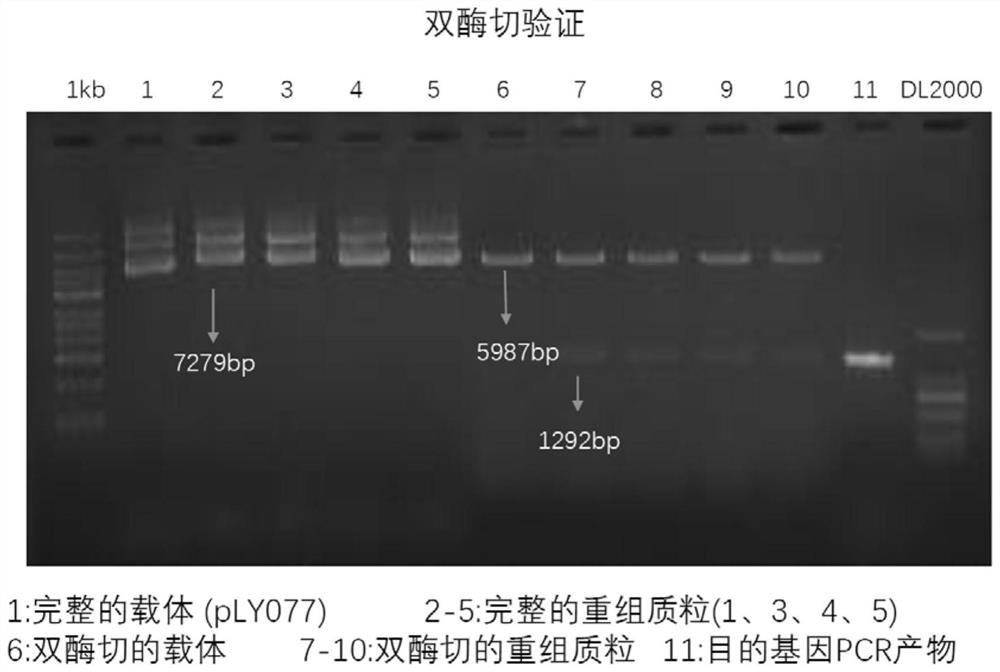 Expression vector of membrane protein AmtB and expression and purification method of membrane protein AmtB