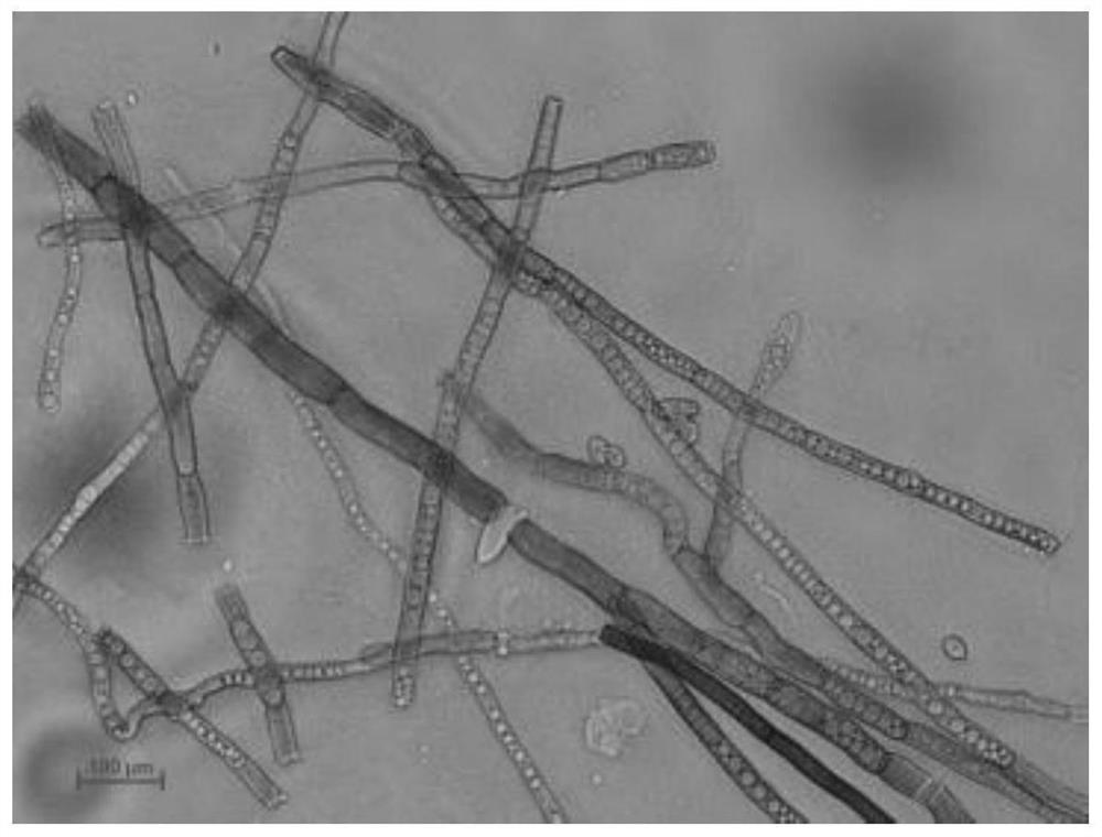 Cladosporium cladosporioides strain with strong pathogenicity to diaphorina citri and application of Cladosporium cladosporioides strain