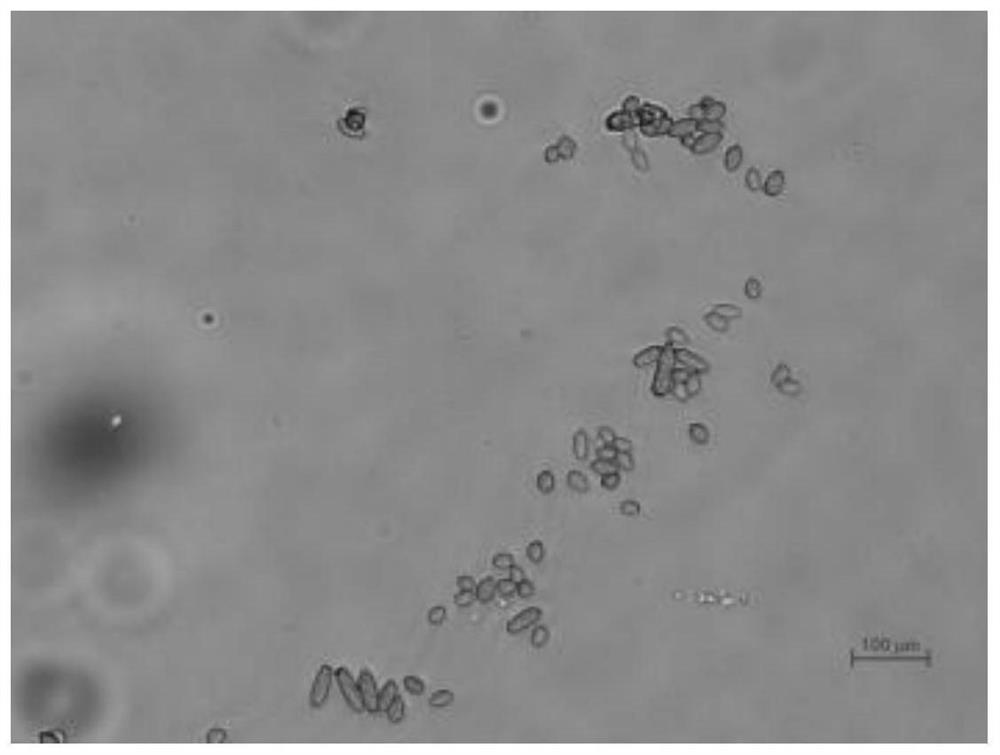 Cladosporium cladosporioides strain with strong pathogenicity to diaphorina citri and application of Cladosporium cladosporioides strain