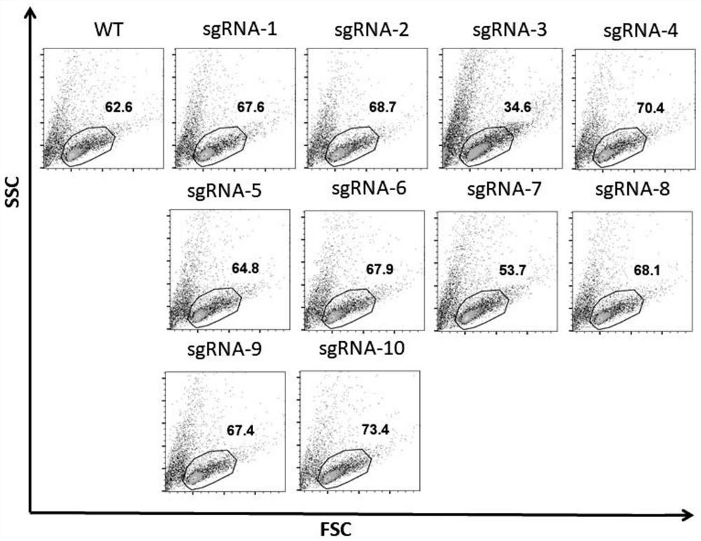 A method for efficient knockout of cd96 gene in nk cells