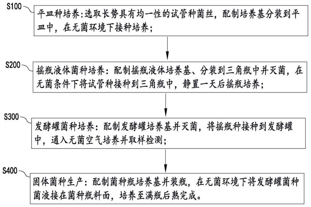 Hypsizigus marmoreus factory solid strain production process