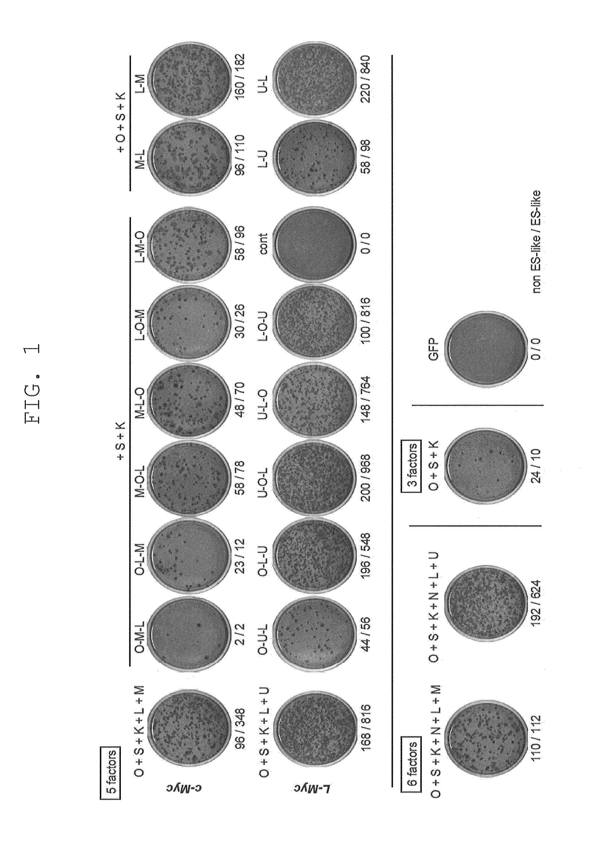 Method of producing induced pluripotent stem cells using inhibitors of P53