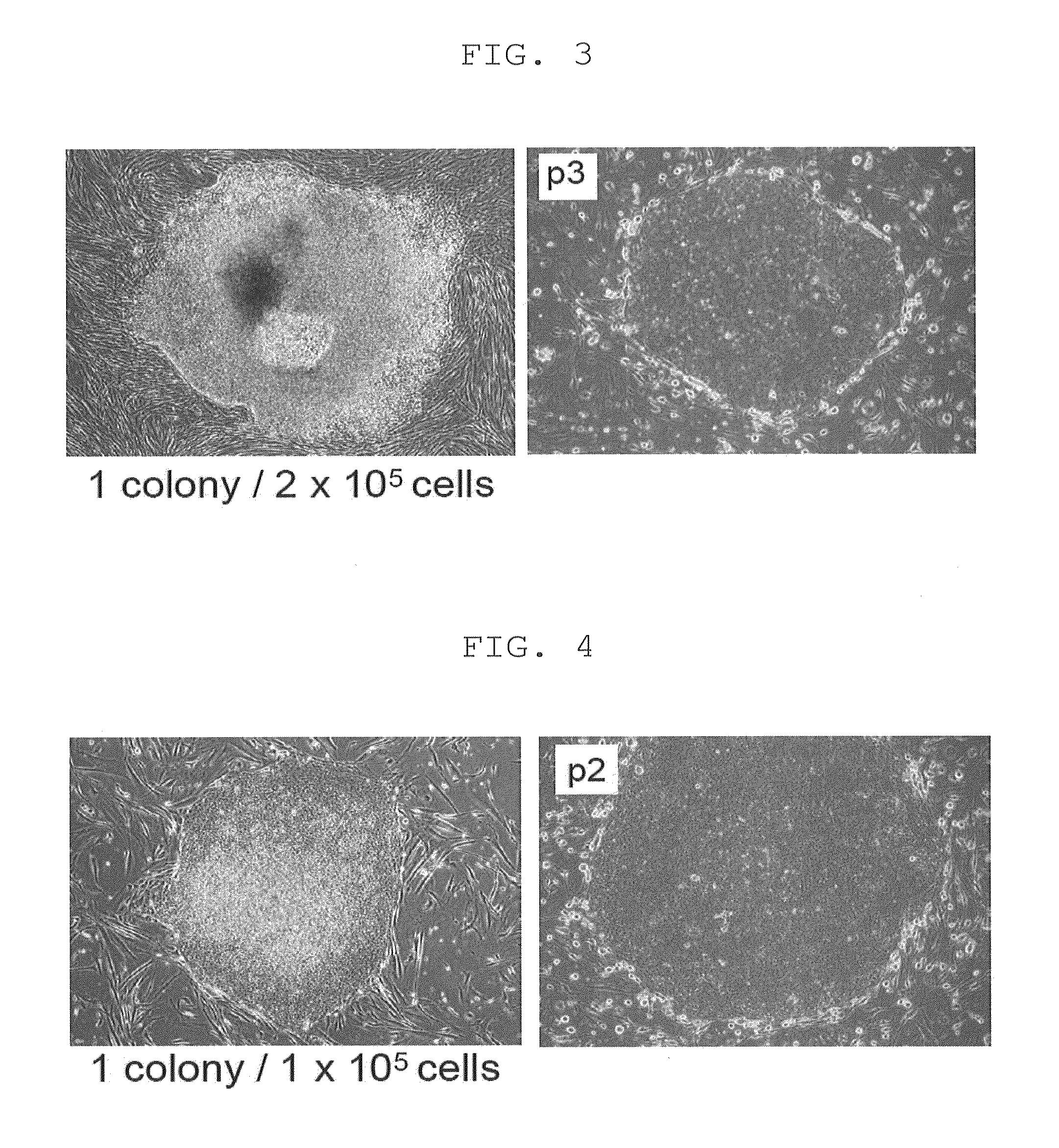 Method of producing induced pluripotent stem cells using inhibitors of P53